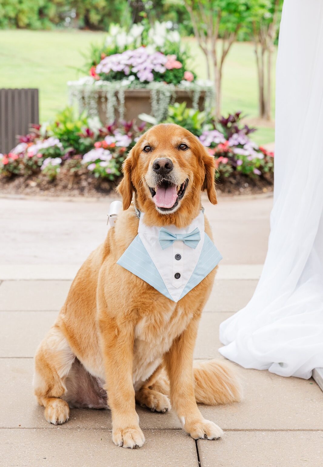 Golden Retriever on wedding day wearing a tuxedo collar